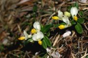 Polygala_chamaebuxus_TOM_ (2).jpg